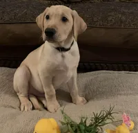 FEMALE, a female Labrador Retriever for sale in Flomaton, AL – Photo 1 of 3