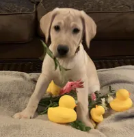 FEMALE, a female Labrador Retriever for sale in Flomaton, AL – Photo 2 of 3