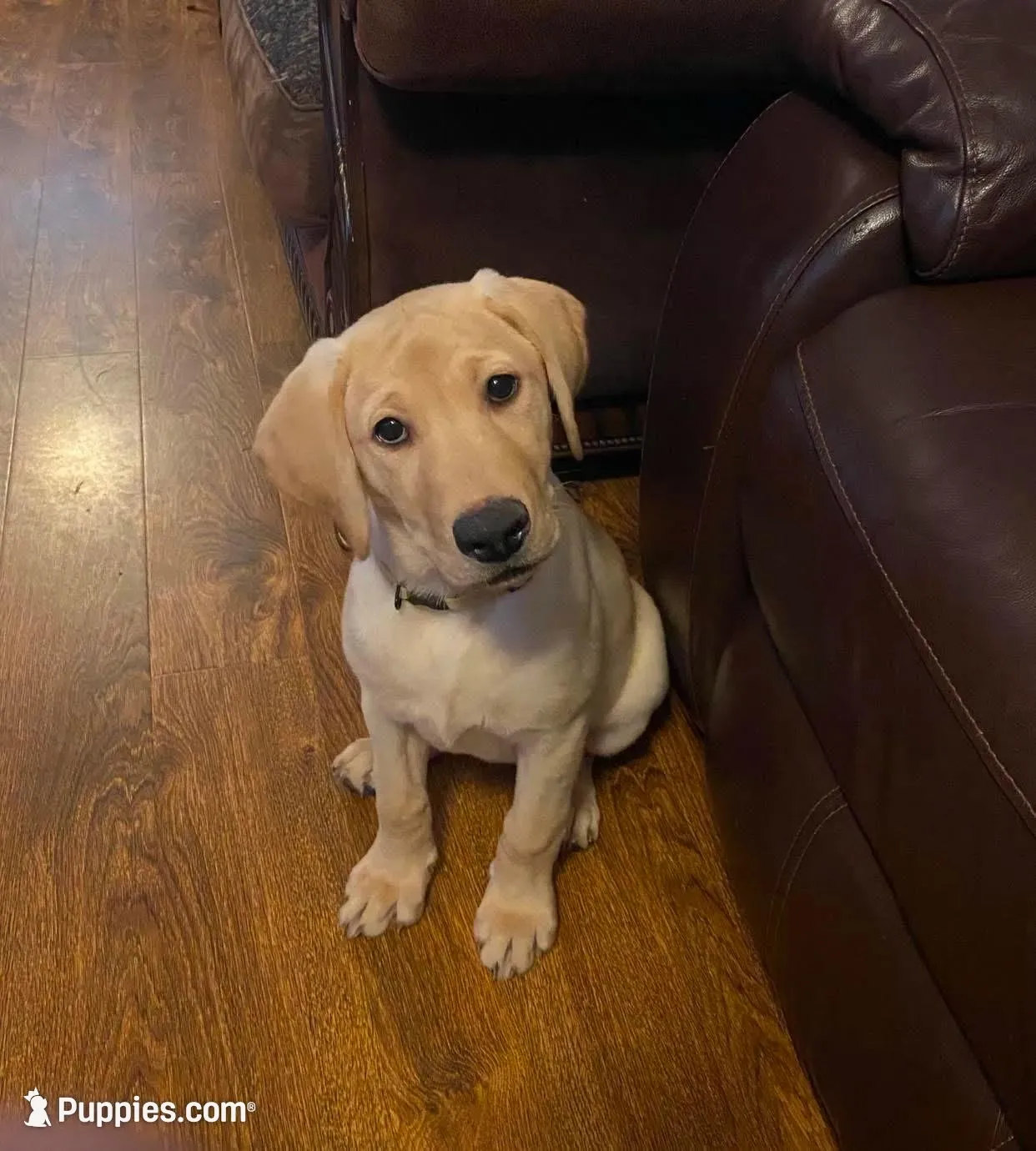 FEMALE – Labrador Retriever puppy for sale in Flomaton, AL