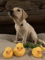 FEMALE, a female Labrador Retriever for sale in Flomaton, AL – Photo 3 of 3