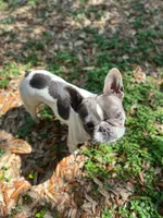 Khalo, a female French Bulldog for sale in San Francisco, CA – Photo 9 of 10