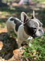 Khalo, a female French Bulldog for sale in San Francisco, CA – Photo 6 of 10
