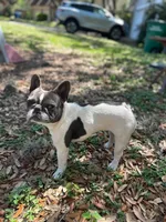 Khalo, a female French Bulldog for sale in San Francisco, CA – Photo 2 of 10