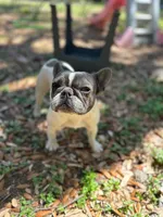 Khalo, a female French Bulldog for sale in San Francisco, CA – Photo 5 of 10