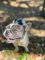 Khalo, a female French Bulldog for sale in San Francisco, CA – Photo 4 of 10