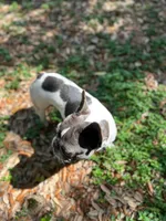 Khalo, a female French Bulldog for sale in San Francisco, CA – Photo 8 of 10