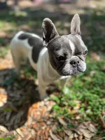Khalo, a female French Bulldog for sale in San Francisco, CA – Photo 7 of 10