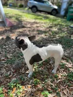 Khalo, a female French Bulldog for sale in San Francisco, CA – Photo 3 of 10