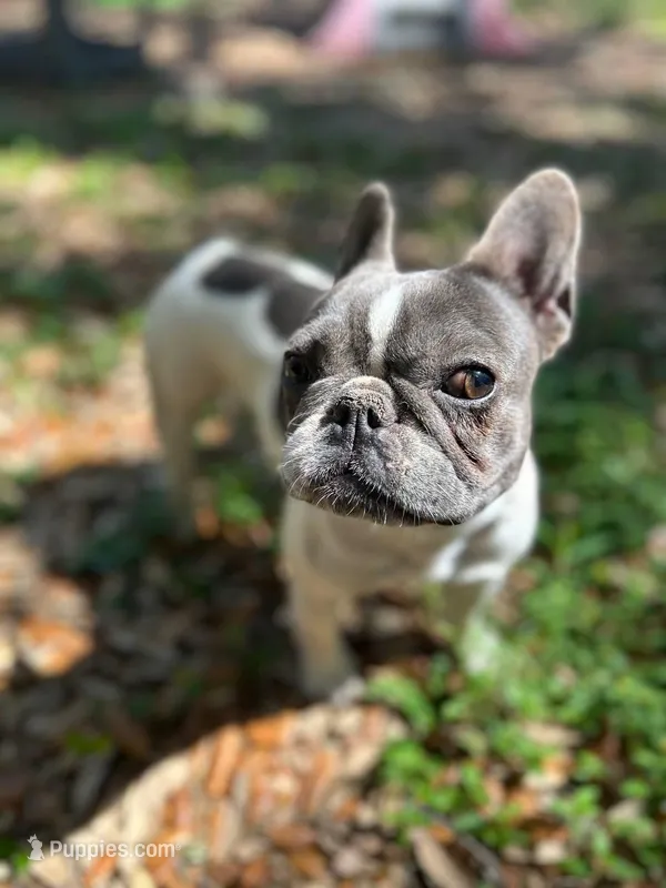 Khalo – French Bulldog puppy for sale in San Francisco, CA