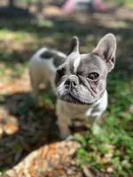 Khalo, a female French Bulldog for sale in San Francisco, CA – Photo 1 of 10