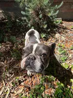 Khalo, a female French Bulldog for sale in San Francisco, CA – Photo 10 of 10