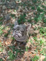 Shallot, a female French Bulldog for sale in San Francisco, CA – Photo 5 of 10