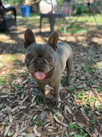 Shallot, a female French Bulldog for sale in San Francisco, CA – Photo 4 of 10