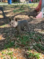 Shallot, a female French Bulldog for sale in San Francisco, CA – Photo 3 of 10
