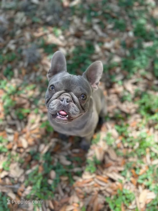 Shallot, a female French Bulldog for sale in San Francisco, CA – Photo 1 of 10