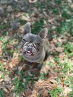 Shallot, a female French Bulldog for sale in San Francisco, CA – Photo 1 of 10