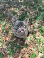 Shallot, a female French Bulldog for sale in San Francisco, CA – Photo 10 of 10