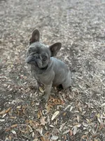 Shallot, a female French Bulldog for sale in San Francisco, CA – Photo 9 of 10