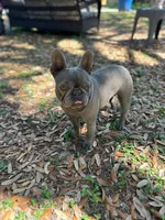 Shallot, a female French Bulldog for sale in San Francisco, CA – Photo 8 of 10