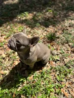 Shallot, a female French Bulldog for sale in San Francisco, CA – Photo 2 of 10