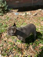 Shallot, a female French Bulldog for sale in San Francisco, CA – Photo 7 of 10