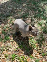 Shallot, a female French Bulldog for sale in San Francisco, CA – Photo 6 of 10