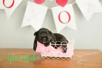 Green, a female Miniature Schnauzer for sale in Commerce, GA – Photo 2 of 2