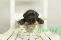 Green, a female Miniature Schnauzer for sale in Commerce, GA – Photo 1 of 2