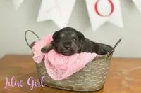 Lilac Girl, a female Miniature Schnauzer for sale in Commerce, GA – Photo 2 of 2