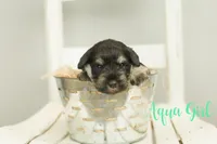 Aqua Girl, a female Miniature Schnauzer for sale in Commerce, GA – Photo 2 of 2
