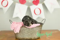 Aqua Girl, a female Miniature Schnauzer for sale in Commerce, GA – Photo 1 of 2