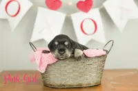 Pink Girl, a female Miniature Schnauzer for sale in Commerce, GA – Photo 2 of 2