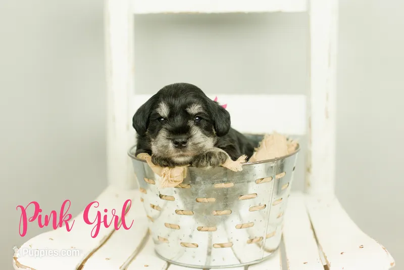 Pink Girl, a female Miniature Schnauzer for sale in Commerce, GA – Photo 1 of 2
