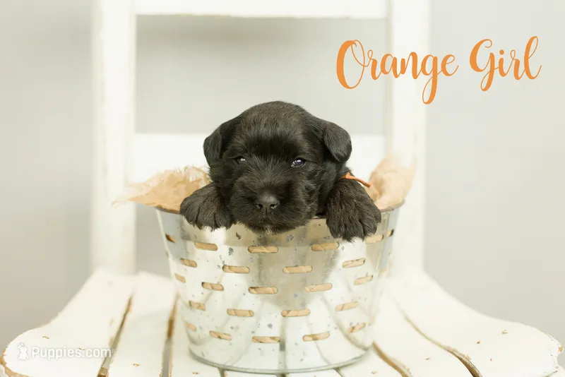 Orange Girl