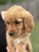 Miss Yellow (AKC Registered), a female Golden Retriever for sale in Austin, TX – Photo 2 of 3
