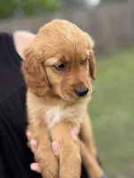 Miss Yellow (AKC Registered), a female Golden Retriever for sale in Austin, TX – Photo 3 of 3