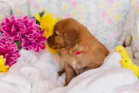 Miss Red (AKC Registered), a female Golden Retriever for sale in Austin, TX – Photo 3 of 7