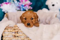 Miss Red (AKC Registered), a female Golden Retriever for sale in Austin, TX – Photo 1 of 7