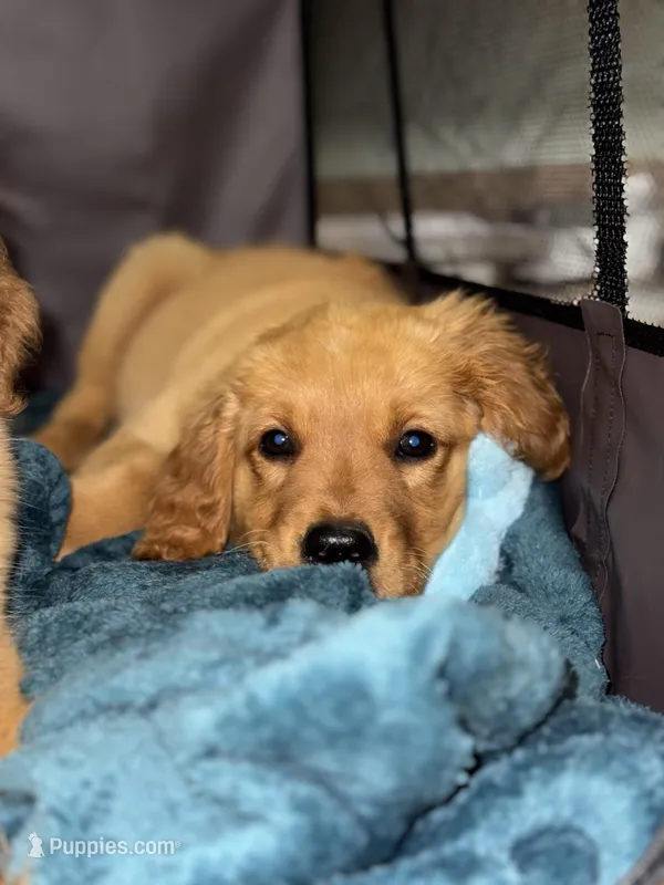 Miss Yellow (AKC Registered) – Golden Retriever puppy for sale in Austin, TX
