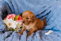 Miss Red (AKC Registered), a female Golden Retriever for sale in Austin, TX – Photo 7 of 7