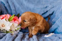 Miss Red (AKC Registered), a female Golden Retriever for sale in Austin, TX – Photo 5 of 7