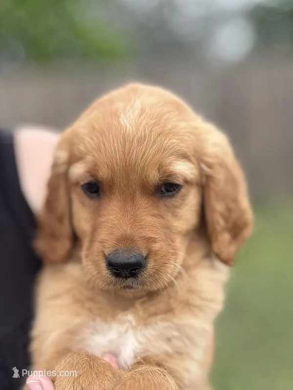 Miss Yellow (AKC Registered) – Golden Retriever puppy for sale in Austin, TX