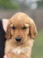 Miss Yellow (AKC Registered), a female Golden Retriever for sale in Austin, TX – Photo 1 of 3