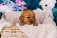 Miss Red (AKC Registered), a female Golden Retriever for sale in Austin, TX – Photo 4 of 7