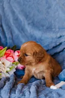 Miss Red (AKC Registered), a female Golden Retriever for sale in Austin, TX – Photo 6 of 7