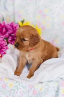 Miss Red (AKC Registered), a female Golden Retriever for sale in Austin, TX – Photo 2 of 7