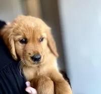 Mr Brown , a male Golden Retriever for sale in Austin, TX – Photo 5 of 5