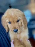 Mr Brown , a male Golden Retriever for sale in Austin, TX – Photo 1 of 5