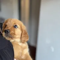 Mr Brown , a male Golden Retriever for sale in Austin, TX – Photo 4 of 5