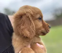 Mr Brown , a male Golden Retriever for sale in Austin, TX – Photo 2 of 5
